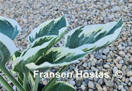 Hosta Zonda